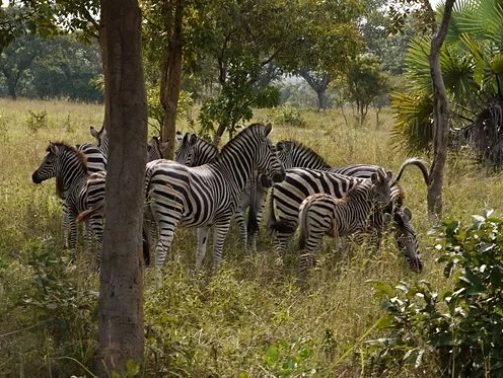 togo-activites-elephants